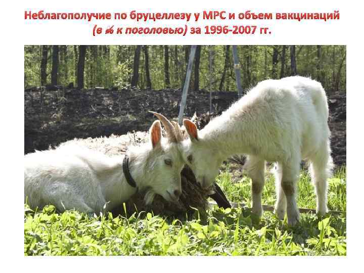 Неблагополучие по бруцеллезу у МРС и объем вакцинаций (в % к поголовью) за 1996