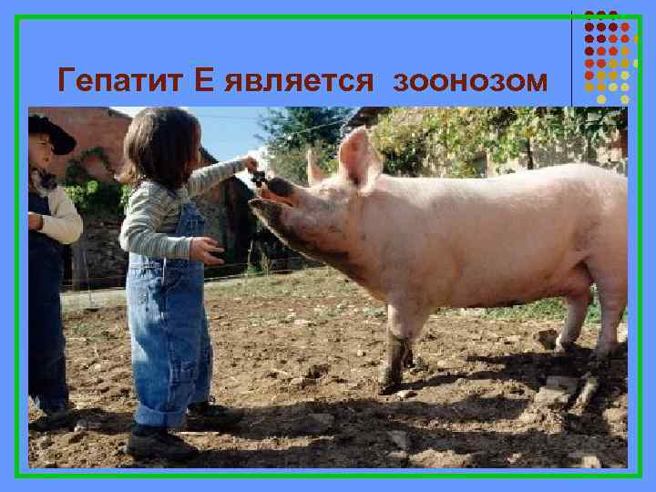 Гепатит Е является зоонозом 