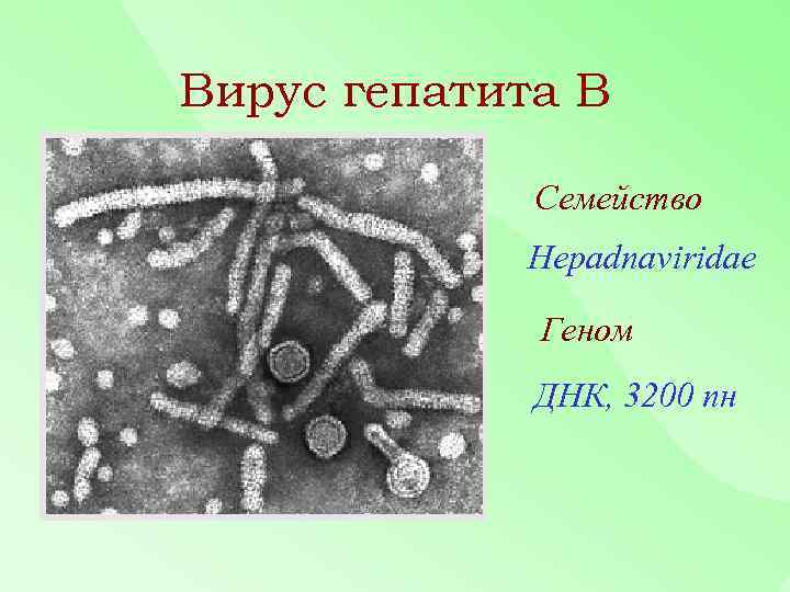 Вирус гепатита В Семейство Hepadnaviridae Геном ДНК, 3200 пн 