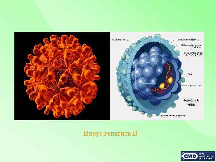 Вирус гепатита В 