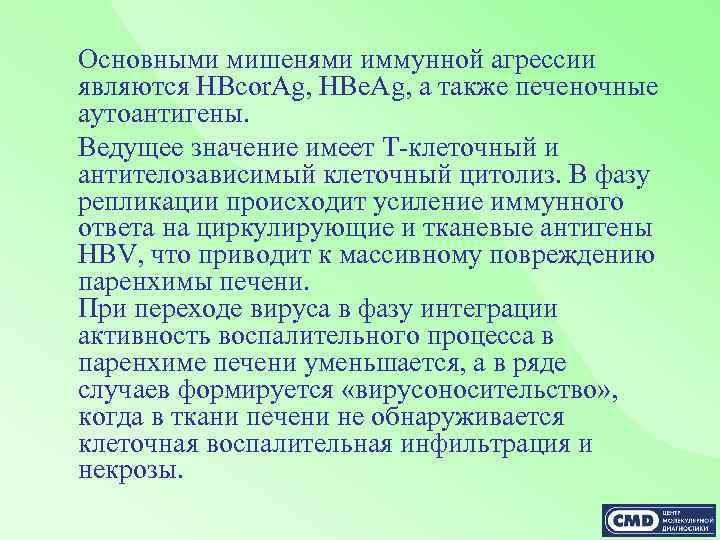 Основными мишенями иммунной агрессии являются HBcor. Ag, HBe. Ag, a также печеночные аутоантигены. Ведущее