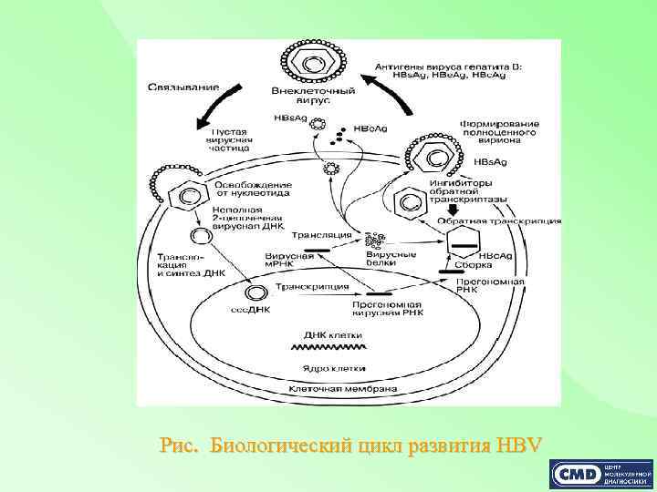 Рис. Биологический цикл развития HBV 