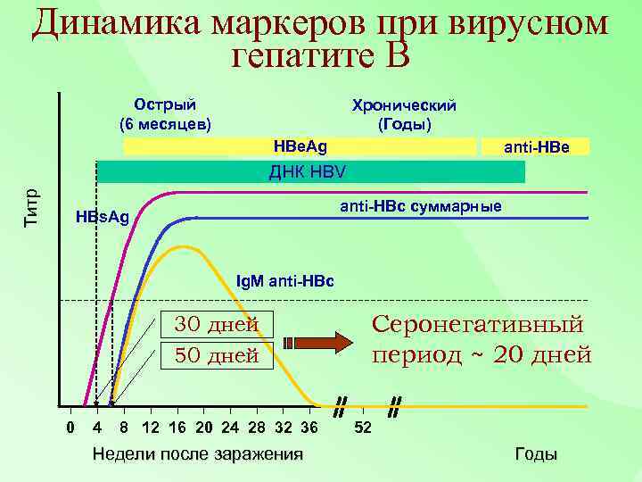 Динамика маркеров при вирусном гепатите В Острый (6 месяцев) Хронический (Годы) HBe. Ag anti-HBe