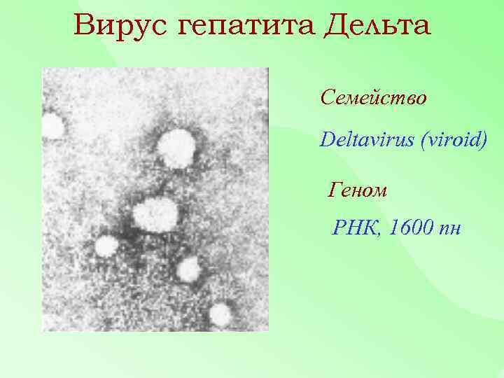 Вирус гепатита Дельта Семейство Deltavirus (viroid) Геном РНК, 1600 пн 