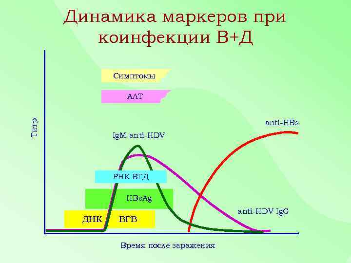 Динамика маркеров при коинфекции В+Д Симптомы АЛТ Титр anti-HBs Ig. M anti-HDV РНК ВГД