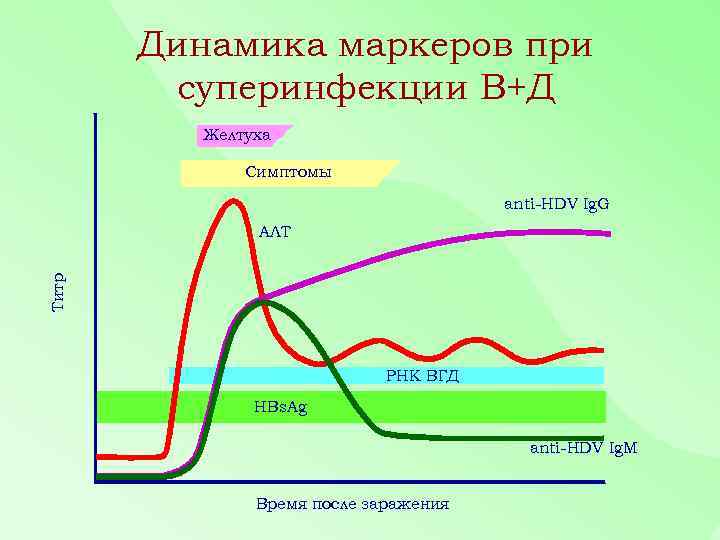 Динамика маркеров при суперинфекции В+Д Желтуха Симптомы anti-HDV Ig. G Титр АЛТ РНК ВГД