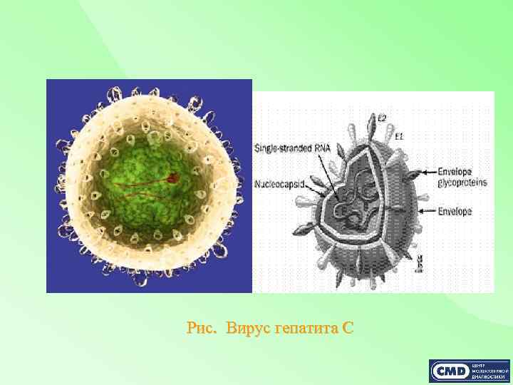 Рис. Вирус гепатита С 