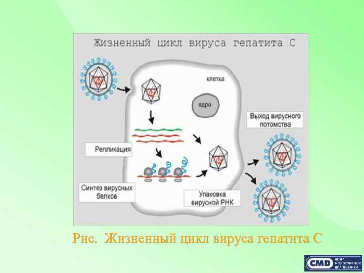 Рис. Жизненный цикл вируса гепатита С 