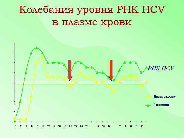 Колебания уровня РНК HCV в плазме крови РНК HCV Плазма крови Гепатоцит 0 2