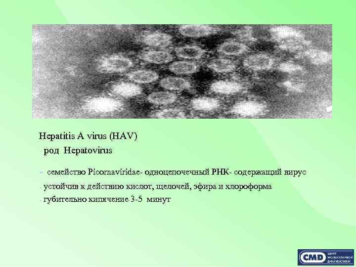 Hepatitis A virus (HAV) - род Hepatovirus - семейство Picornaviridae- одноцепочечный РНК- содержащий вирус