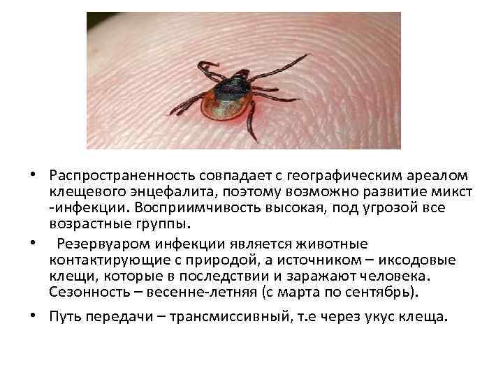  • Распространенность совпадает с географическим ареалом клещевого энцефалита, поэтому возможно развитие микст -инфекции.