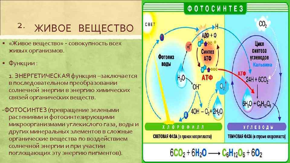 2. ЖИВОЕ ВЕЩЕСТВО § «Живое вещество» - совокупность всех живых организмов. § Функции :