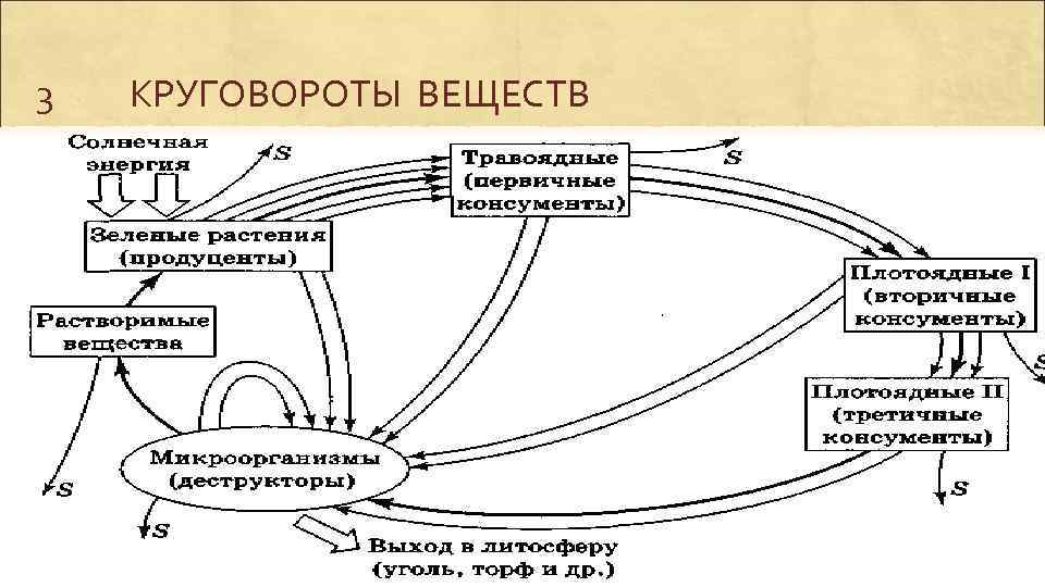 Круговорот веществ в природе 6 класс