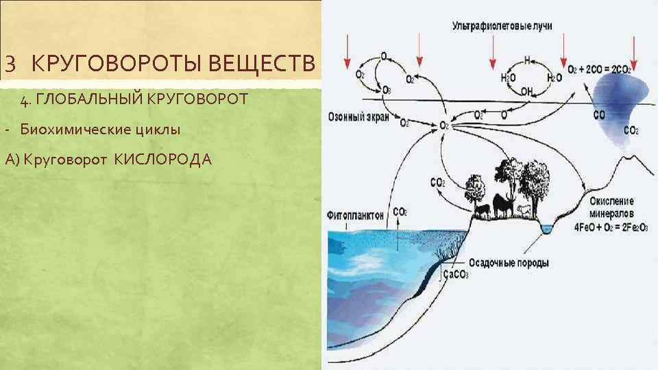 Круговорот кислорода в биосфере схема