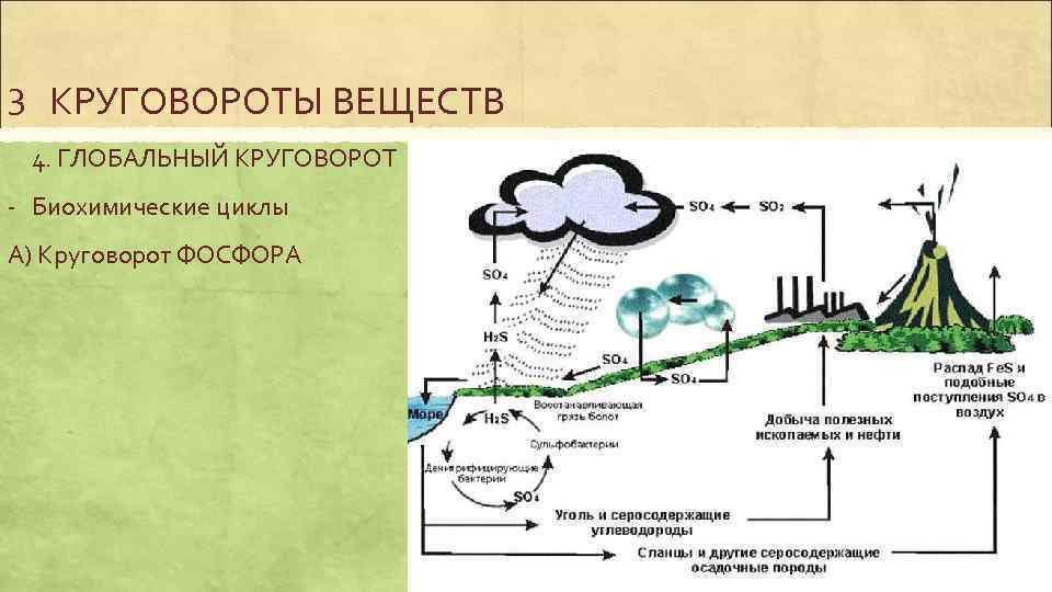 3 КРУГОВОРОТЫ ВЕЩЕСТВ 4. ГЛОБАЛЬНЫЙ КРУГОВОРОТ - Биохимические циклы А) Круговорот ФОСФОРА 