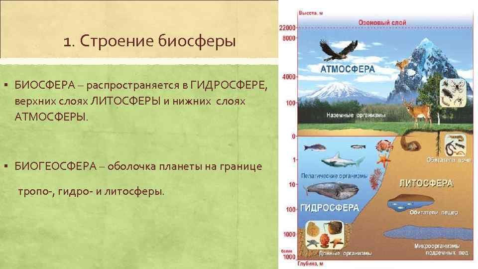 География 6 класс рисунок на тему биосфера