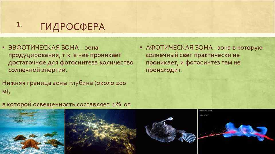 1. ГИДРОСФЕРА § ЭВФОТИЧЕСКАЯ ЗОНА – зона продуцирования, т. к. в нее проникает достаточное