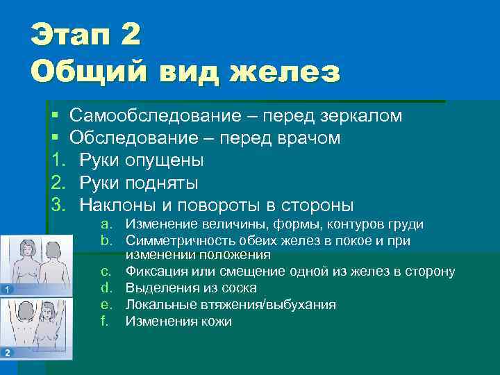 Этап 2 Общий вид желез § Самообследование – перед зеркалом § Обследование – перед