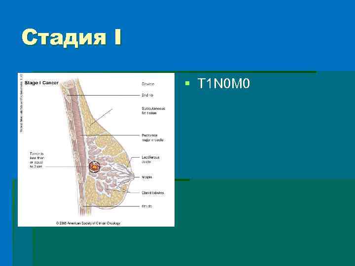 Строение ткани молочной железы