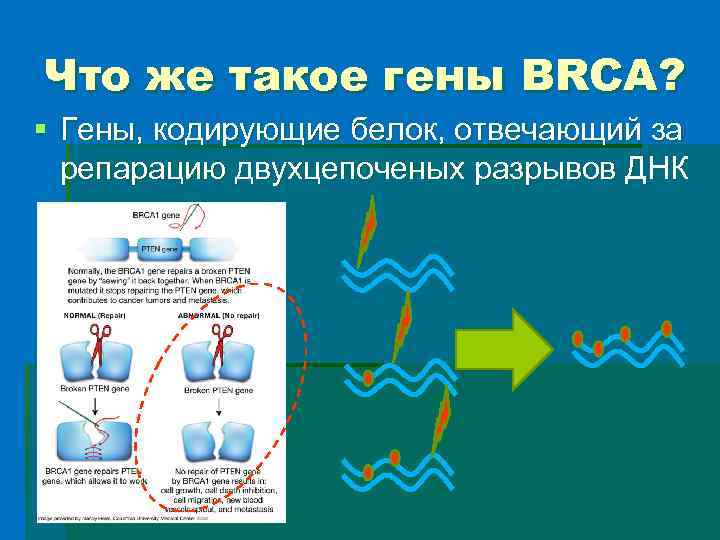 Что же такое гены BRCA? § Гены, кодирующие белок, отвечающий за репарацию двухцепоченых разрывов