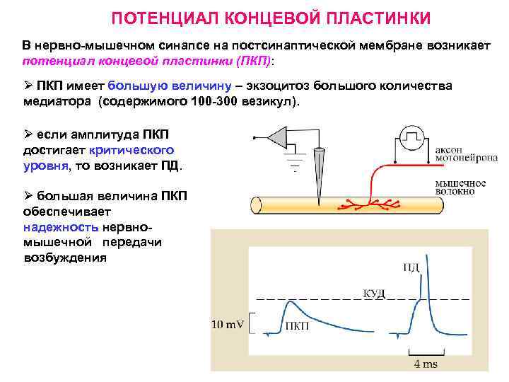 ПОТЕНЦИАЛ КОНЦЕВОЙ ПЛАСТИНКИ В нервно-мышечном синапсе на постсинаптической мембране возникает потенциал концевой пластинки (ПКП):