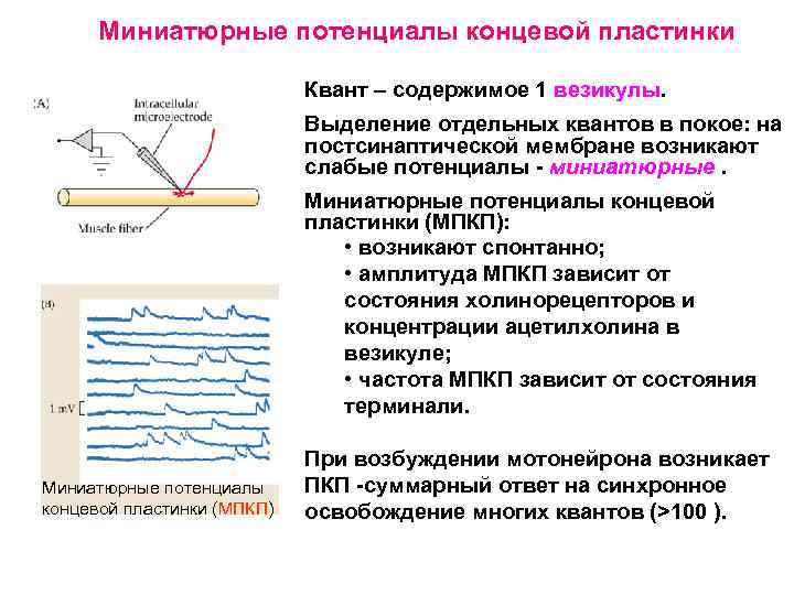 Потенциал концевой пластинки. Концевые пластинки скелетных мышц. Потенциал концевой пластинки роль. Потенциал концевой пластинки схема. Концевая пластина скелетных мышц.