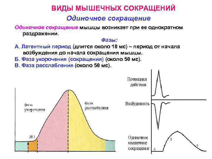 ВИДЫ МЫШЕЧНЫХ СОКРАЩЕНИЙ Одиночное сокращение мышцы возникает при ее однократном раздражении. Фазы: А. Латентный