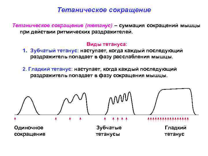 Тетаническое сокращение (тетанус) – суммация сокращений мышцы при действии ритмических раздражителей. Виды тетануса: 1.