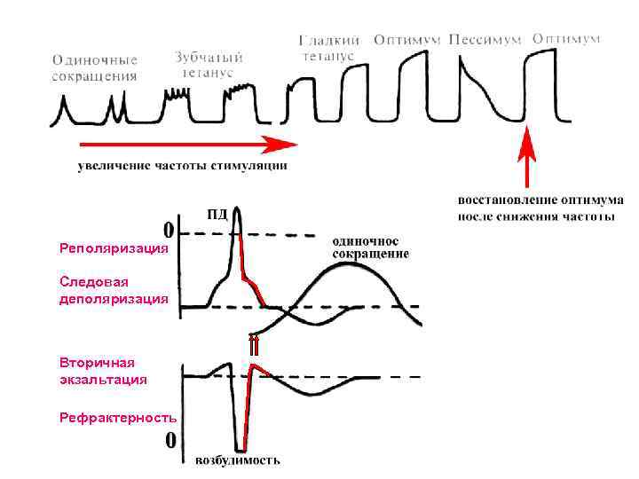 Реполяризация Следовая деполяризация Вторичная экзальтация Рефрактерность 