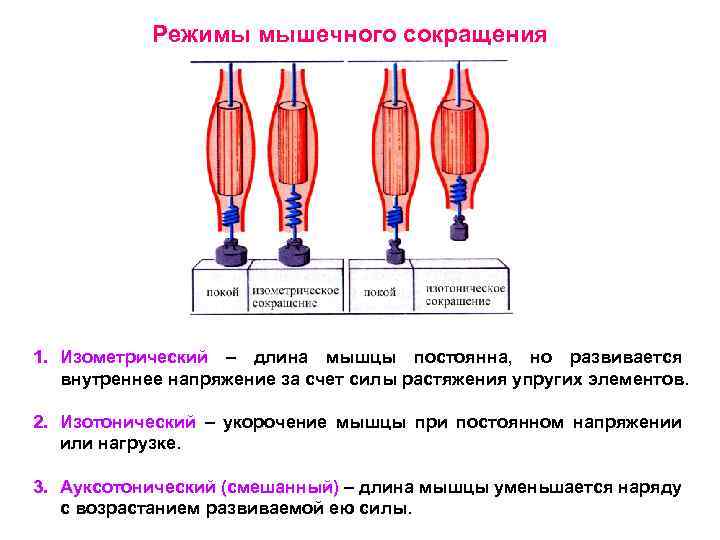 Режимы мышечного сокращения 1. Изометрический – длина мышцы постоянна, но развивается внутреннее напряжение за