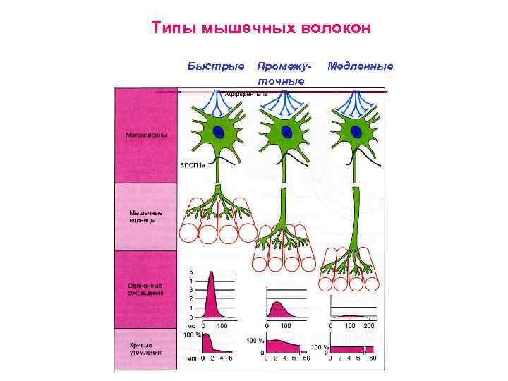 Типы мышечных волокон Быстрые Промежуточные Медленные 