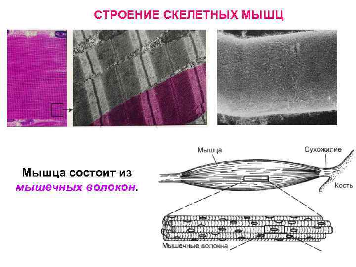 СТРОЕНИЕ СКЕЛЕТНЫХ МЫШЦ Мышца состоит из мышечных волокон. 