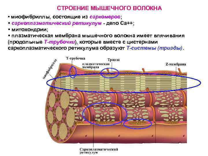 СТРОЕНИЕ МЫШЕЧНОГО ВОЛОКНА • миофибриллы, состоящие из саркомеров; § саркоплазматический ретикулум - депо Са++;