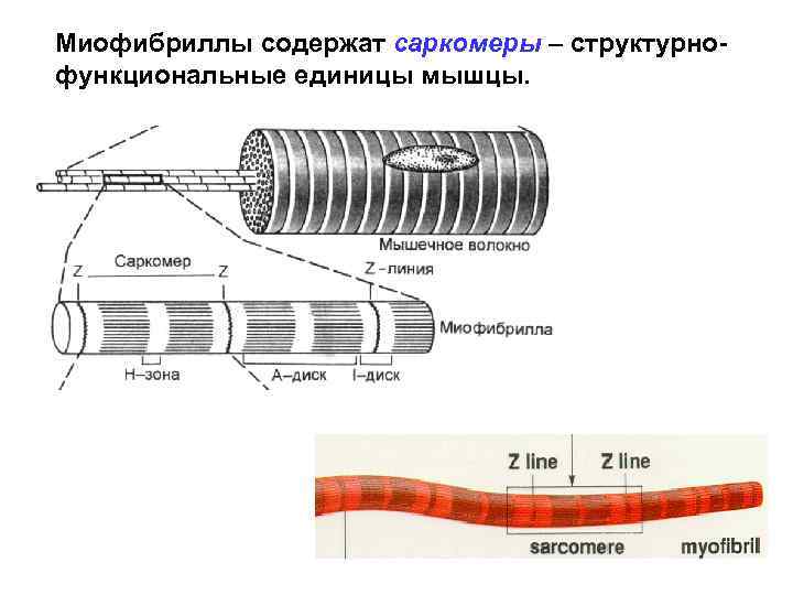 Миофибриллы содержат саркомеры – структурнофункциональные единицы мышцы. 