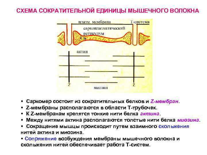 СХЕМА СОКРАТИТЕЛЬНОЙ ЕДИНИЦЫ МЫШЕЧНОГО ВОЛОКНА § Саркомер состоит из сократительных белков и Z-мембран. §