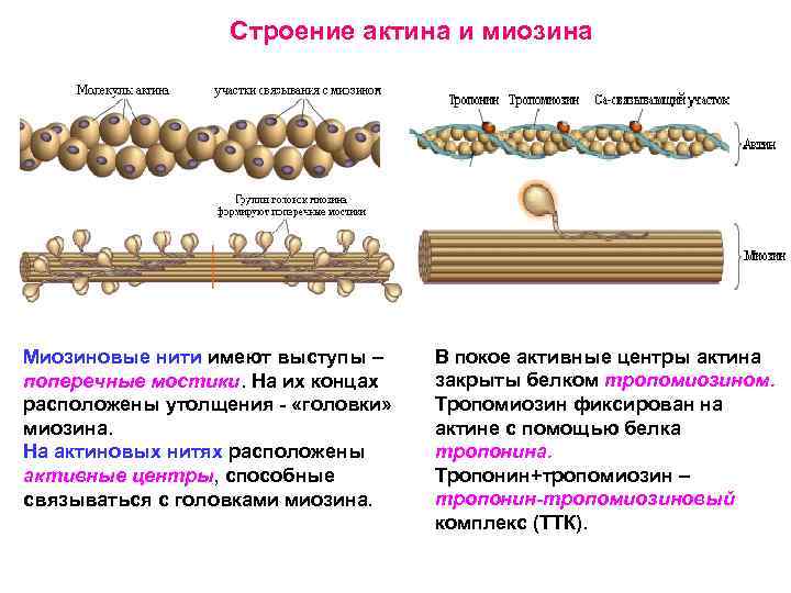 Строение актина и миозина Миозиновые нити имеют выступы – поперечные мостики. На их концах