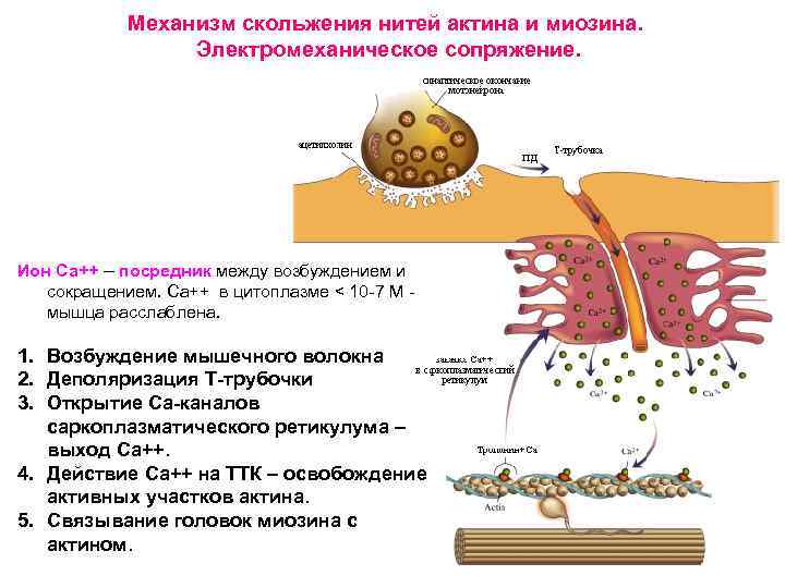 Механизм скольжения нитей актина и миозина. Электромеханическое сопряжение. Ион Са++ – посредник между возбуждением