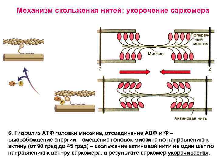 Механизм скольжения нитей: укорочение саркомера 6. Гидролиз АТФ головки миозина, отсоединение АДФ и Ф