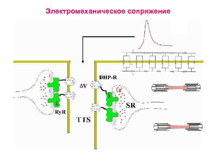 Электромеханическое сопряжение 