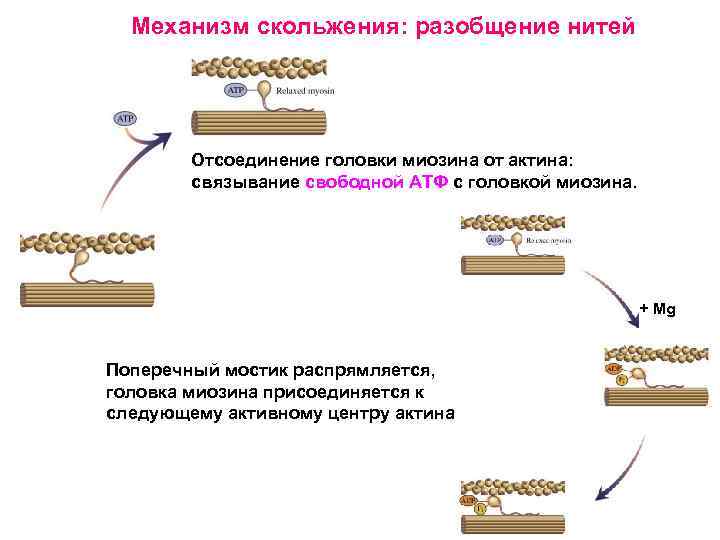 Механизм скольжения: разобщение нитей Отсоединение головки миозина от актина: связывание свободной АТФ с головкой