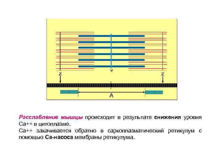 Расслабление мышцы происходит в результате снижения уровня Са++ в цитоплазме. Са++ закачивается обратно в