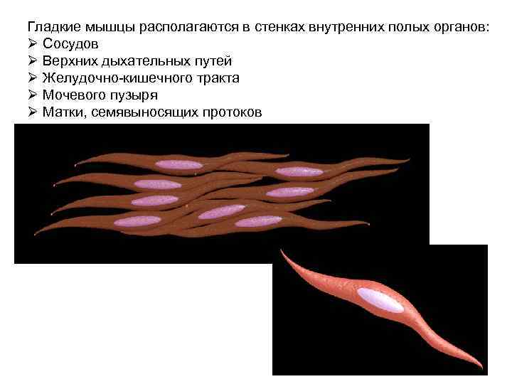 Гладкие мышцы располагаются в стенках внутренних полых органов: Ø Сосудов Ø Верхних дыхательных путей