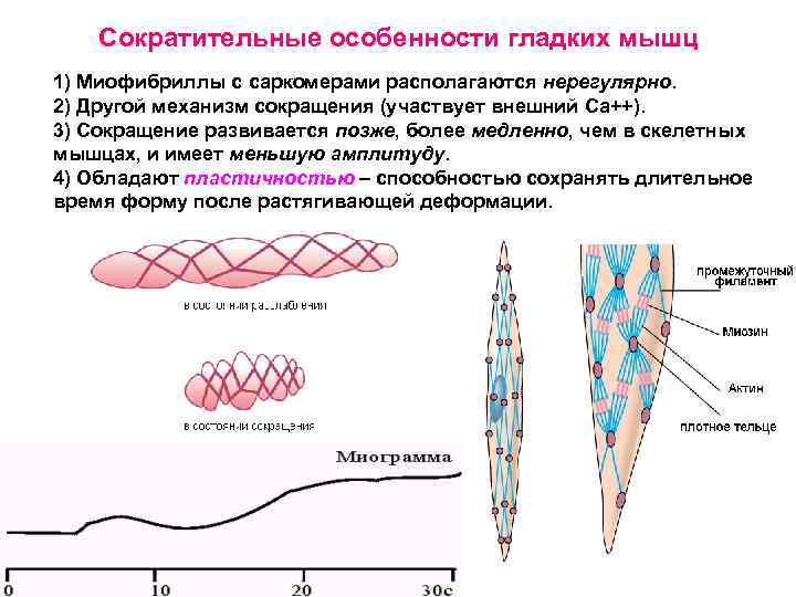 Сократительные особенности гладких мышц 1) Миофибриллы с саркомерами располагаются нерегулярно. 2) Другой механизм сокращения