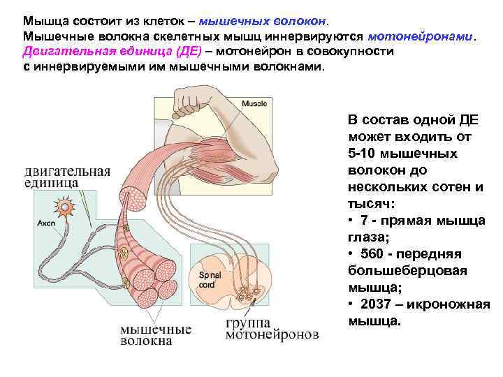 Мышца состоит из клеток – мышечных волокон. Мышечные волокна скелетных мышц иннервируются мотонейронами. Двигательная