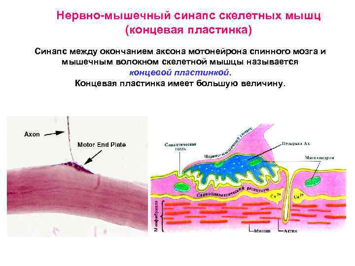 Нервно мышечный синапс. Нервно мышечная концевая пластинка. Нервно-мышечный синапс строение концевая пластинка. Концевая пластинка мышечного волокна. Концевая пластинка физиология.