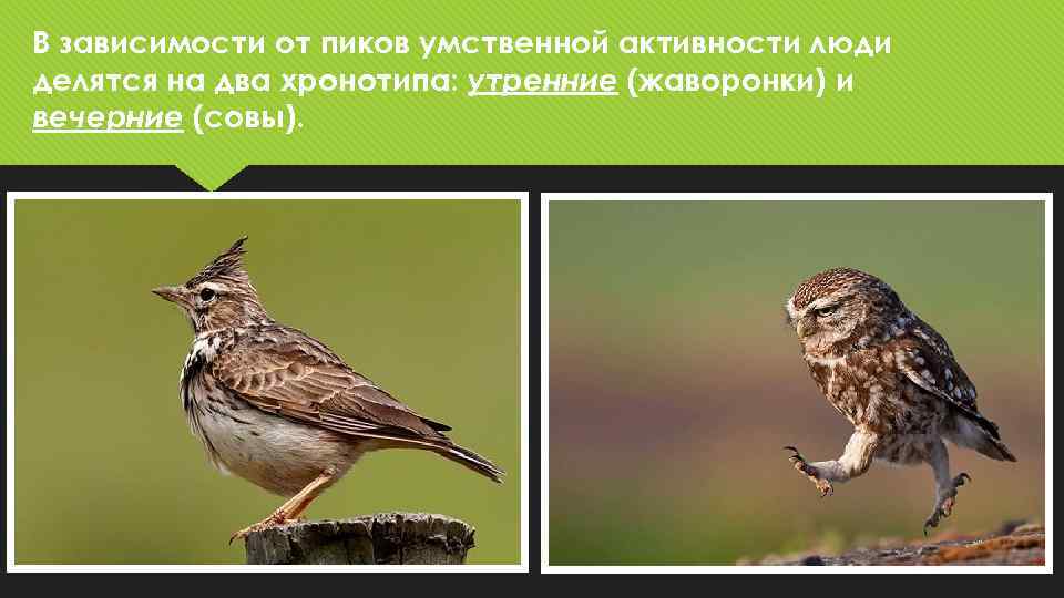 В зависимости от пиков умственной активности люди делятся на два хронотипа: утренние (жаворонки) и