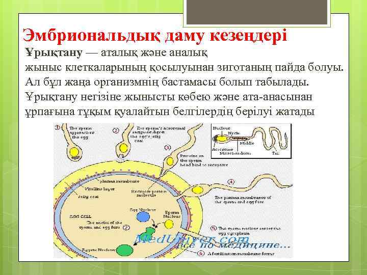 Эмбриональдық даму кезеңдері Ұрықтану — аталық және аналық жыныс клеткаларының қосылуынан зиготаның пайда болуы.