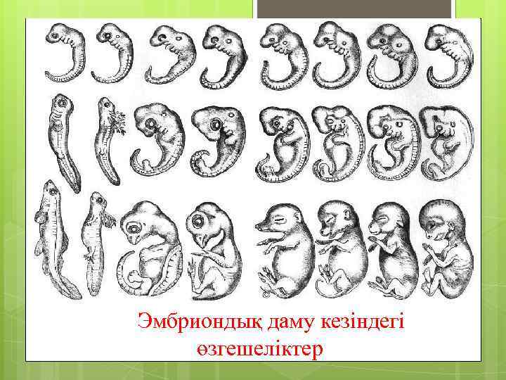  Эмбриондық даму кезіндегі өзгешеліктер 