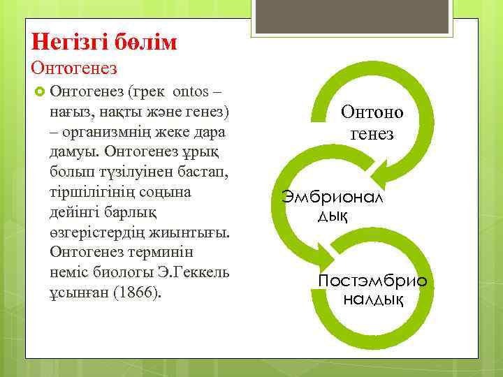 Негізгі бөлім Онтогенез (грек ontos – нағыз, нақты және генез) – организмнің жеке дара