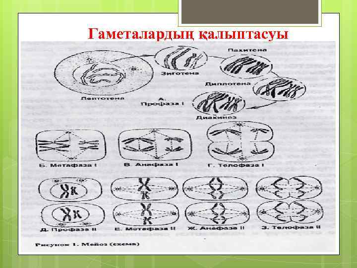 Гаметалардың қалыптасуы 